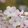 桜6