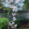 Spring Drops