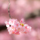河津桜