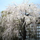 上野のしだれ桜とアパホテル