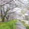 桜並木