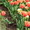 チューリップ