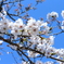 1DX_6526