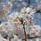 桜色