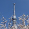 隅田公園の桜