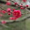花桃