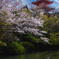 清水寺の桜景色