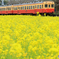 小湊鉄道　菜の花