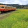小湊鉄道　菜の花