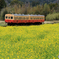 小湊鉄道　菜の花