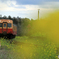 小湊鉄道　菜の花