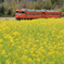 小湊鉄道　菜の花