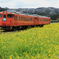 小湊鉄道　菜の花