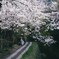 桜並木の朝