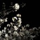 夜桜