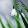 Silent Spring