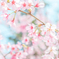 天平の丘 桜　(栃木県)
