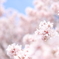 さくら