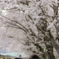 桜満開3
