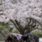 桜満開4