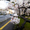 桜咲く