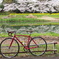 花見川の桜①