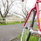 花見川の桜③