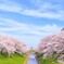 古都の桜　佐保川にて