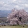 一本桜