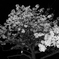 夜桜（モノクロ）