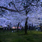 夜桜