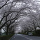 Cherry blossoms tunnel 
