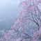 清雲寺の紅枝垂れ桜
