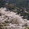 山桜と里桜
