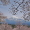 大石寺　桜　2024