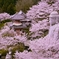 桜と大仏2(壺阪寺)