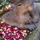 カピバラと花びら池
