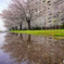多摩川二十一世紀桜並木