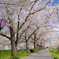 奈良御所市　桜並木