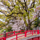 神社の桜