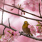 桜とメジロ