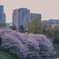 皇居の桜