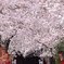 秘密の神社