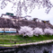 電車で桜狩りへ