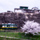 緑のトラムで花時へ