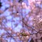 春は踊る