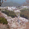 吉野桜中の千本①