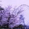桜2024②