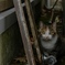 路地裏の猫
