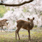 桜と鹿さん